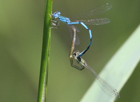 Double-striped Bluet